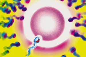 Artists impression of human fertilization